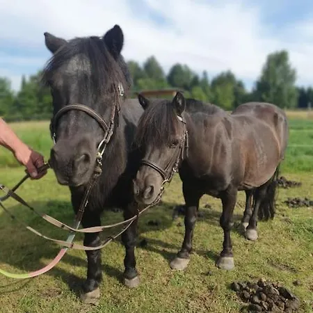 Landidyll, Whirlpool, Minipigs, Ponys, Familien شقة *