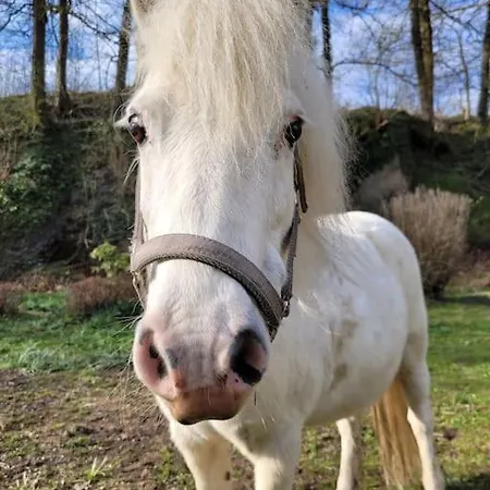 شقة Landidyll, Whirlpool, Minipigs, Ponys, Familien Halver