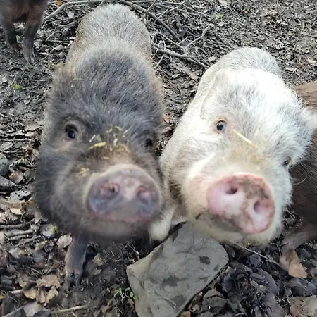 Landidyll, Whirlpool, Minipigs, Ponys, Familien *