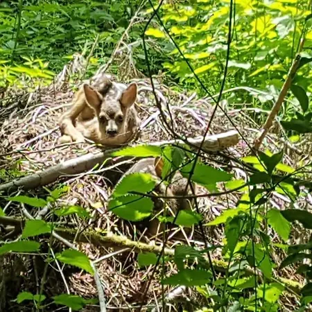 Landidyll, Whirlpool, Minipigs, Ponys, Familien *