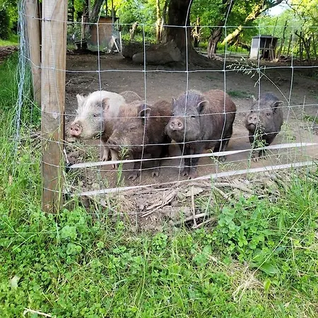 Landidyll, Whirlpool, Minipigs, Ponys, Familien Halver