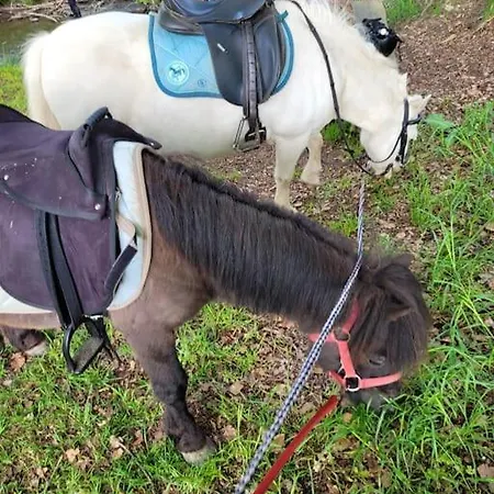 Landidyll, Whirlpool, Minipigs, Ponys, Familien شقة