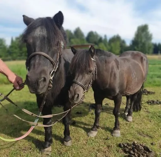 Landidyll, Whirlpool, Minipigs, Ponys, Familien Διαμέρισμα *