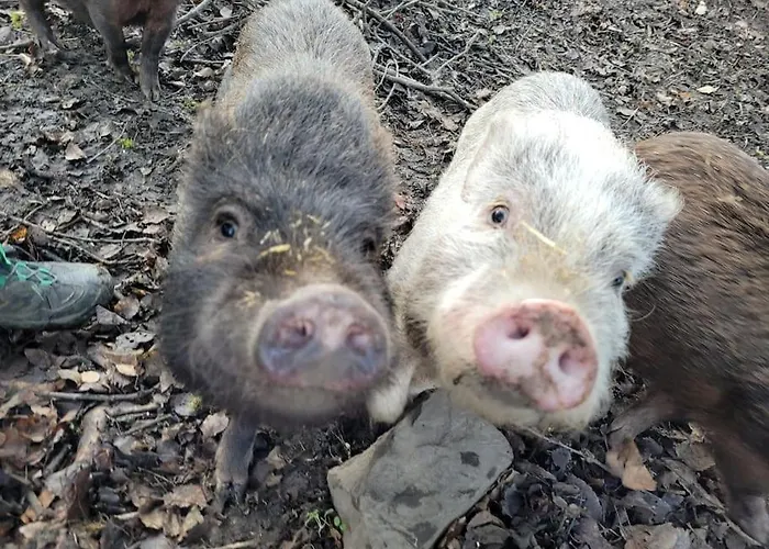 Landidyll, Whirlpool, Minipigs, Ponys, Familien *