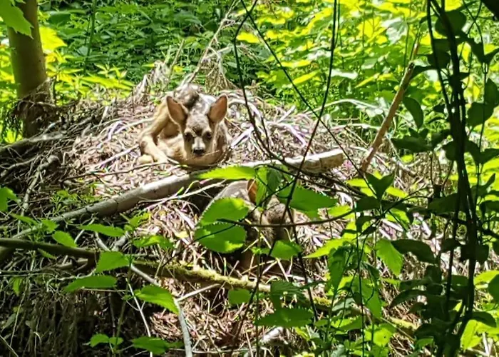 Landidyll, Whirlpool, Minipigs, Ponys, Familien *