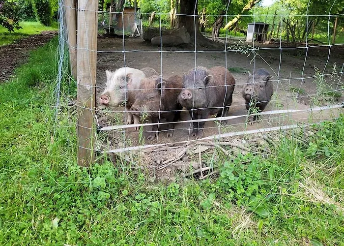 Landidyll, Whirlpool, Minipigs, Ponys, Familien Halver