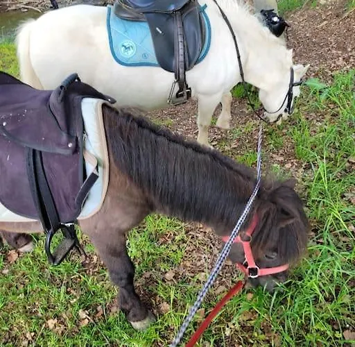 Landidyll, Whirlpool, Minipigs, Ponys, Familien Διαμέρισμα